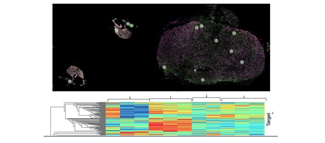 Spatial genomics analysis using normal human pituitary