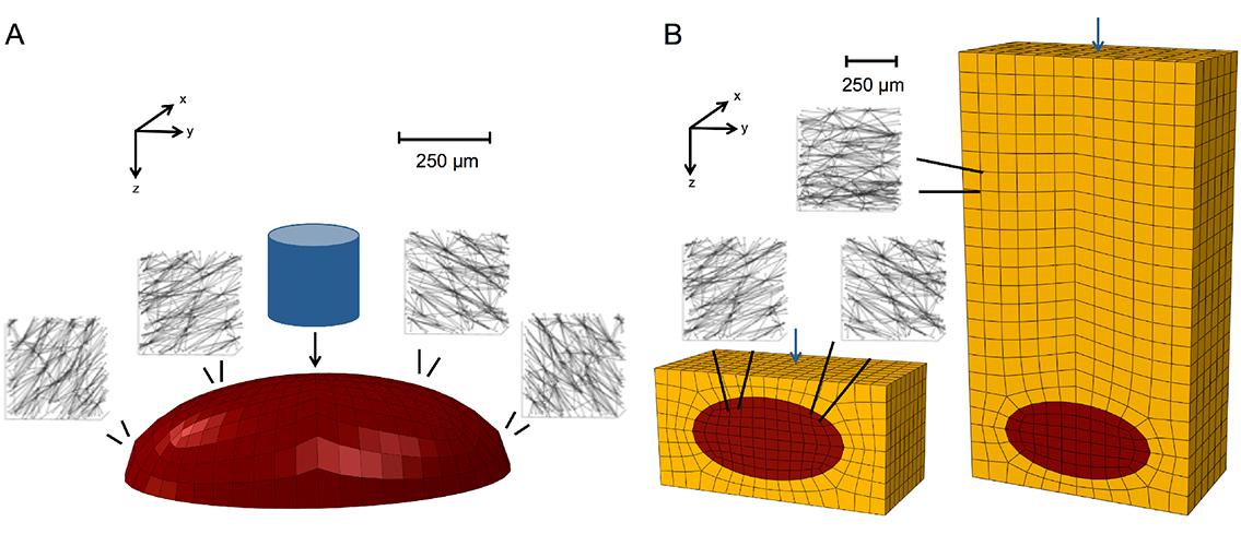 Finite-element meshes and representative networks in PC model