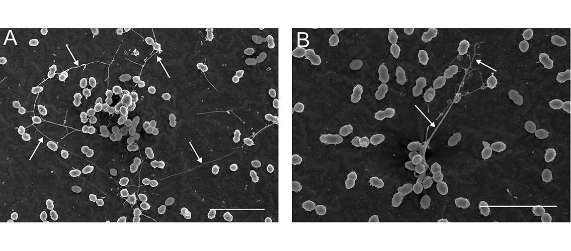microscopic images of biofilms