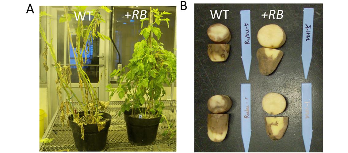 pictures of potato plants affected by late blight