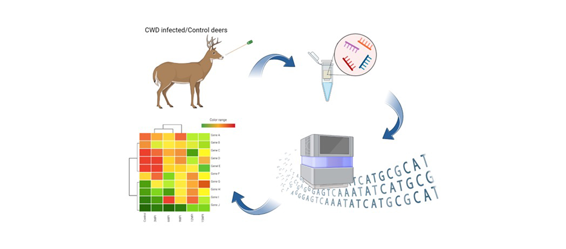 visual abstract of performing RNA-seq analysis to discover CED biomarkers