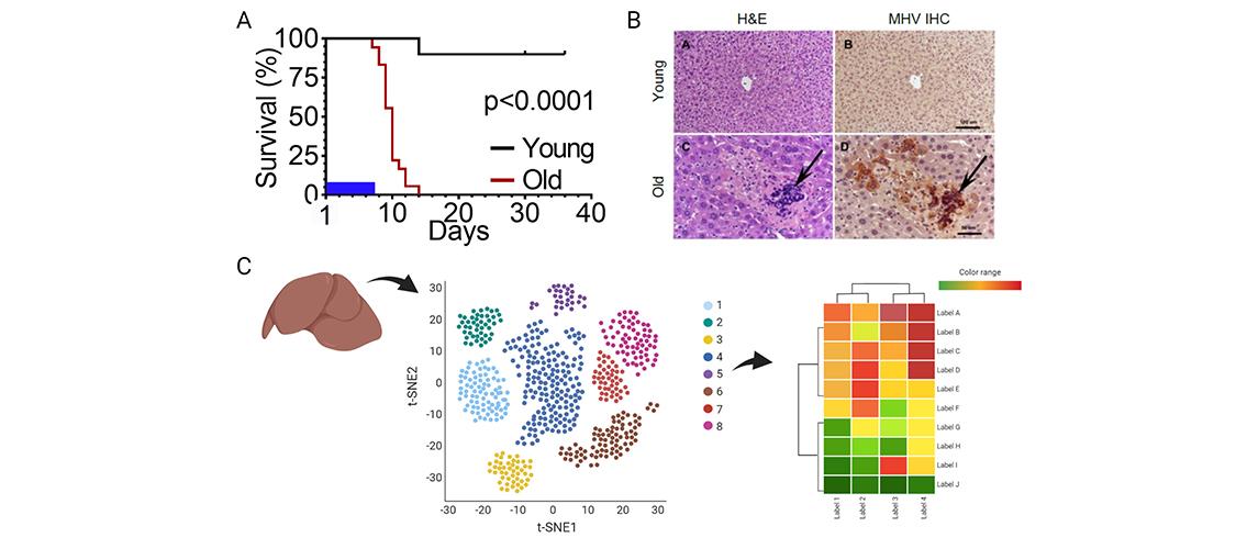 schematic showing infection-associated mortality in old mice