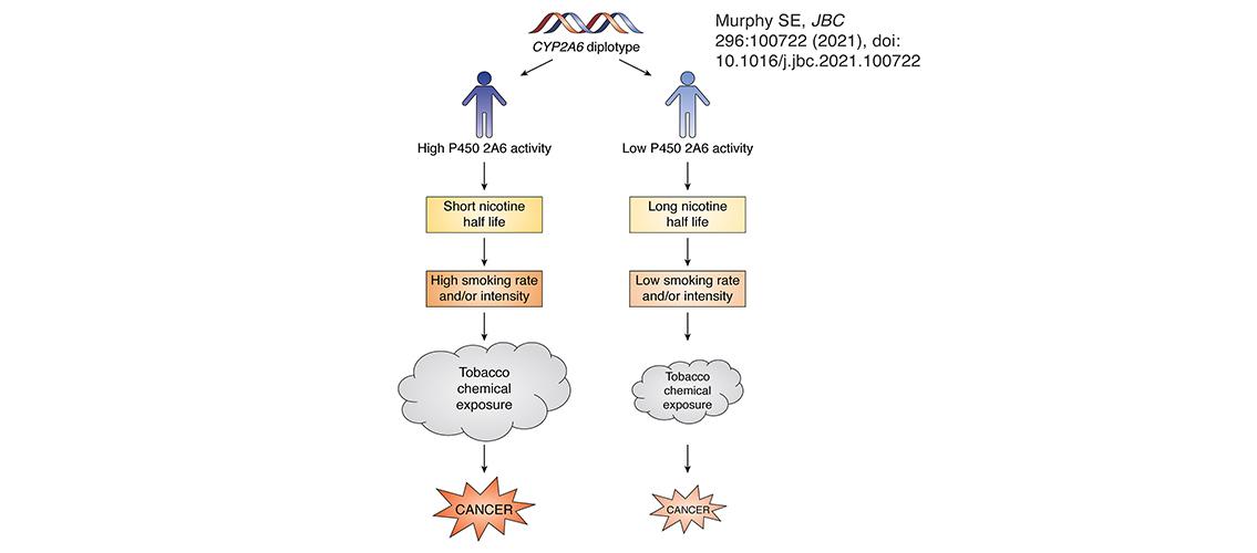 graphic showing relationship of CYP2A6 diplotype to smoking intensity and cancer.