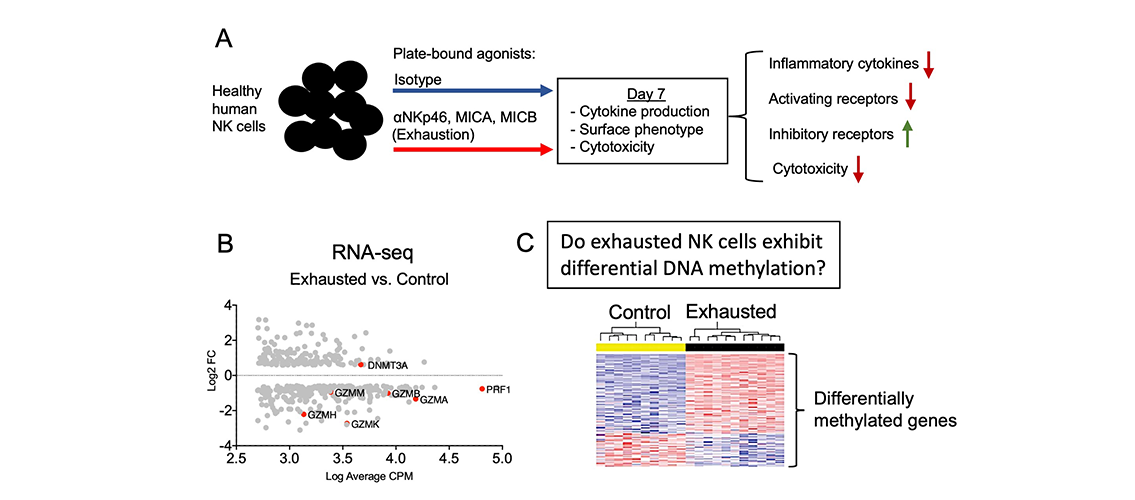 graphic showing process of determining whether the DNA methylation patterns of exhausted NK cells correlate with the transcriptional signatures previously observed