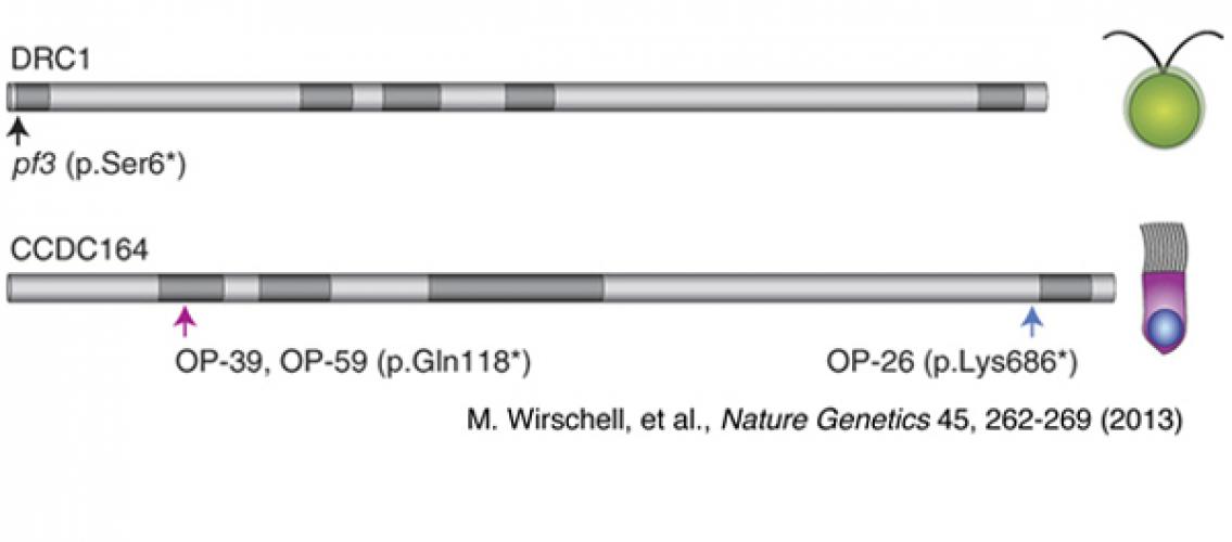 diagrams of genes in Chlamydomonas and humans