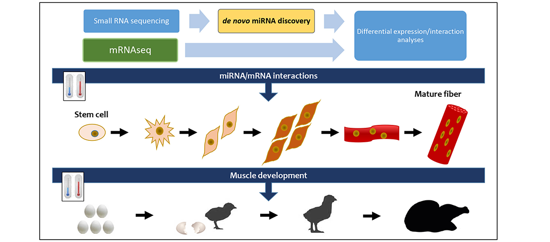 graphical abstract showing RNA-seq process