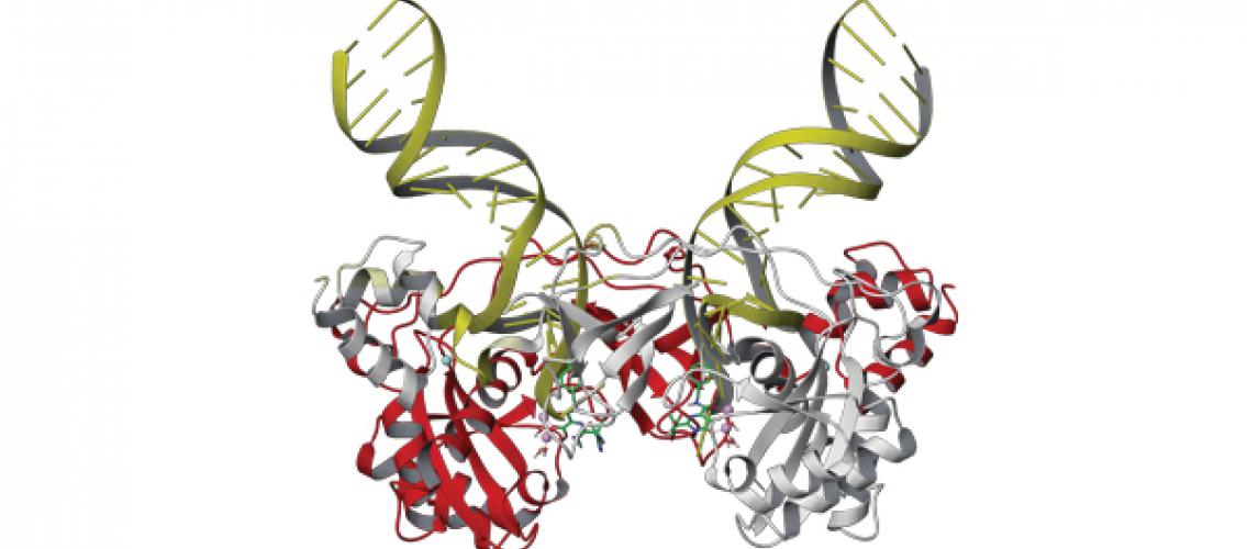 structure model of HIV integrase