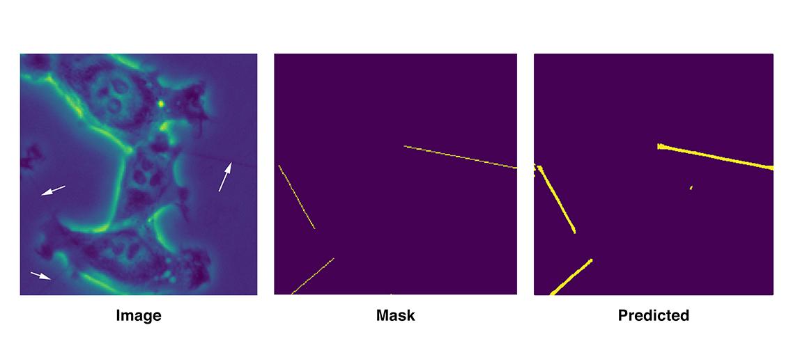 images of tunneling nanotubes (TNTs) and their predicted locations from the UNET algorithm