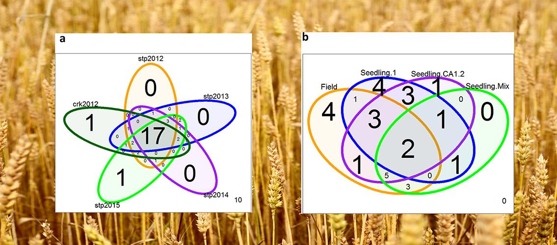 Venn diagrams of QTLs