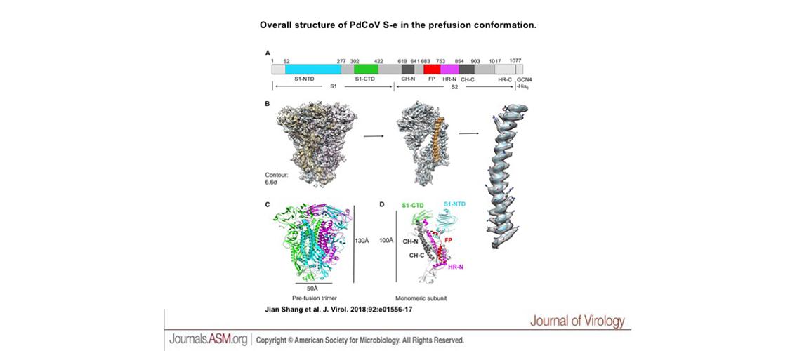 structure of porcine delta-coronavirus