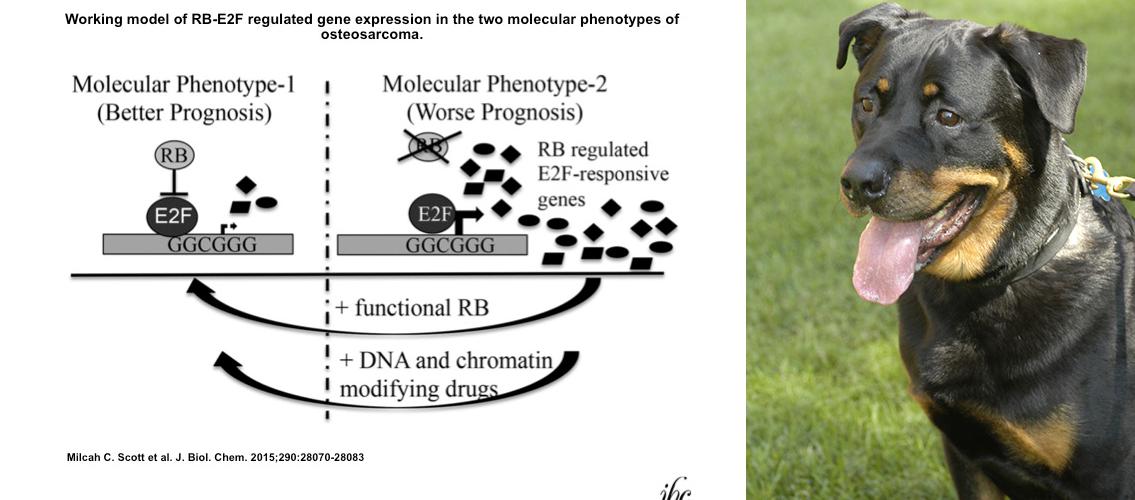 diagram of osteosarcoma phenotypes; Rottweiler dog