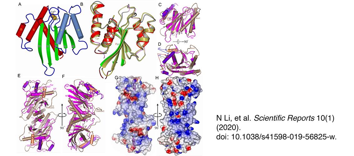 overall structure of the fowl poxvirus resolvase