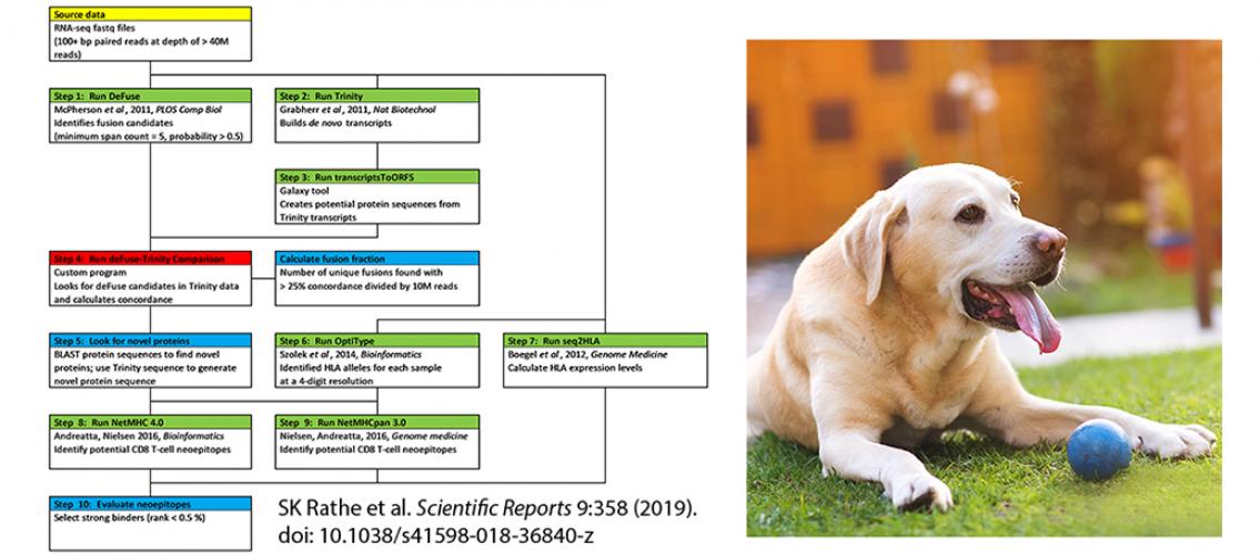 diagram of pipeline for identifying fusion genes; photo of yellow lab with a small blue ball