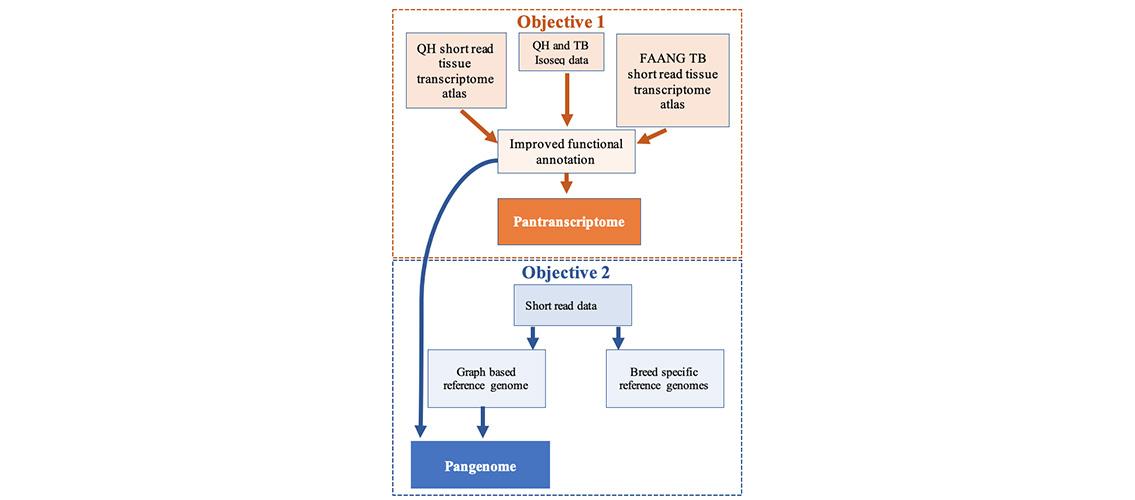 graphical abstract of equine pangenome project