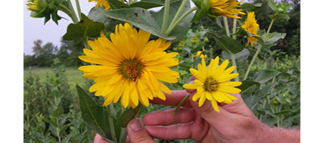 two silphium flowers side by side, a larger one on the left and smaller on the right