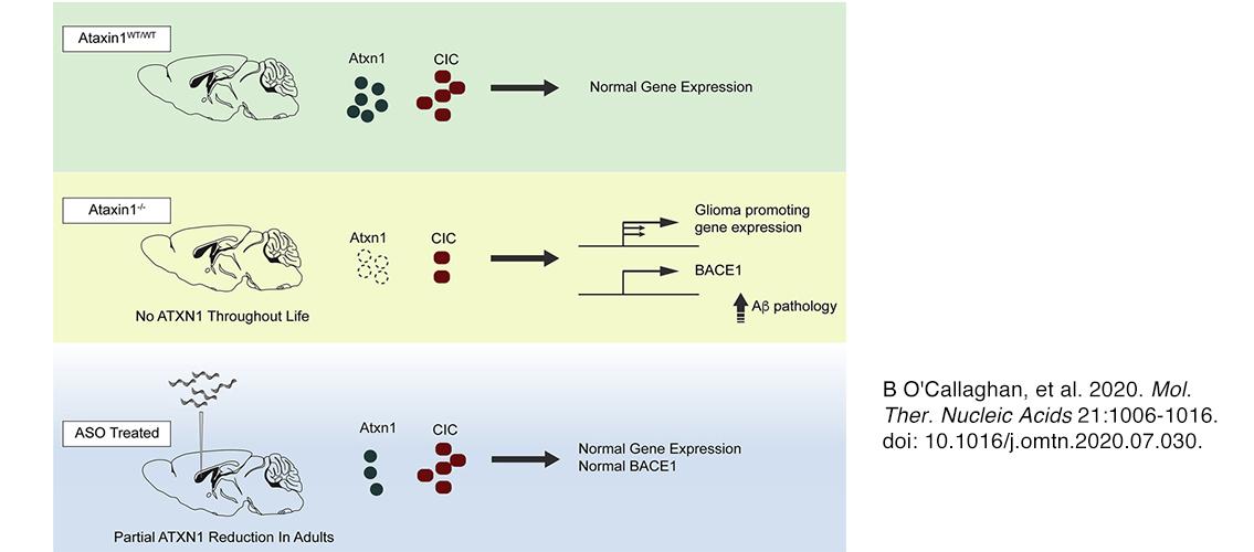 graphical abstract for O'Callaghan, et al. 2020.  Mol. Ther. Nucleic Acids 21:1006-1016. doi: 10.1016/j.omtn.2020.07.030