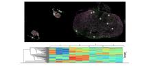 Spatial genomics analysis using normal human pituitary