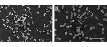 microscopic images of biofilms