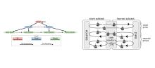 graphical representation of foraging task allocation