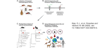 Graphical abstract of NAS analysis of mosquitoes and flies