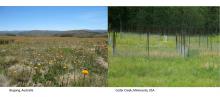 photos of NutNet sites in Bogong, Australia and Cedar Creek, Minnesota, USA