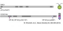 diagrams of genes in Chlamydomonas and humans