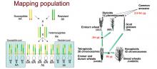 genetic maps of wheat