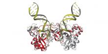 structure model of HIV integrase