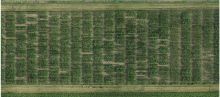 aerial view of a test field with corn plants