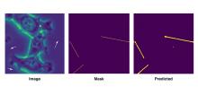 images of tunneling nanotubes (TNTs) and their predicted locations from the UNET algorithm