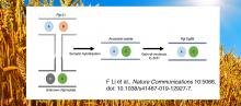 graphic showing amodel for Ug99 origin by somatic hybridization and nuclear exchange; wheat field in background