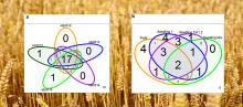 Venn diagrams of QTLs