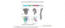 structure of porcine delta-coronavirus