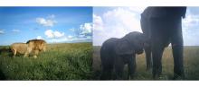 two pictures of animals, one of a lion, and one of a mother elephant and calf 