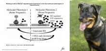 diagram of osteosarcoma phenotypes; Rottweiler dog