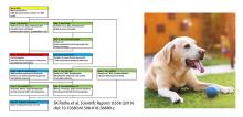 diagram of pipeline for identifying fusion genes; photo of yellow lab with a small blue ball