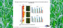 images of virulence and colonization patterns of P. coronata f. sp. avenae