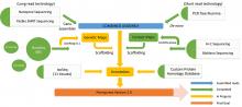 flowchart showing how a new pennycress reference genome was developed