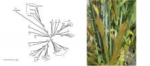 association graph of genotype groups; photo of wheat leaf rust