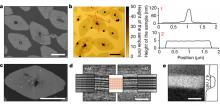 scans of zeolite nanosheets 